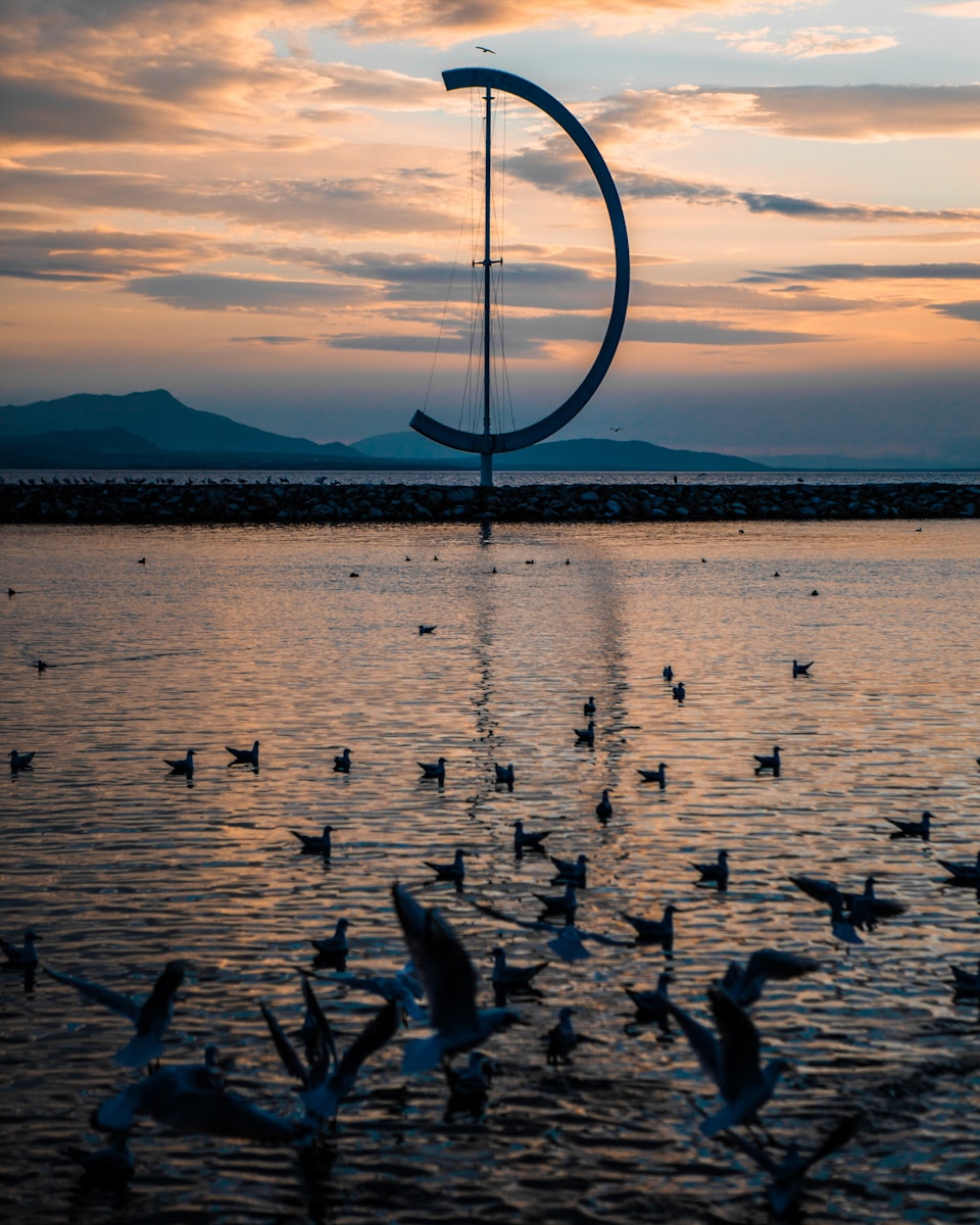 birds on sea